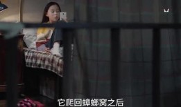 荔枝姐姐爆料视频在线观看,揭秘娱乐圈幕后真相