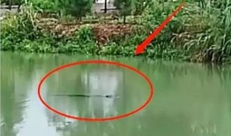 最新海丰公平爆料