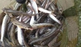 真白希泥鳅在线观看,探寻神秘泥鳅的奇幻之旅