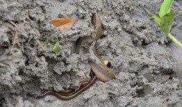 真白希泥鳅在线观看,探寻神秘泥鳅的奇幻之旅