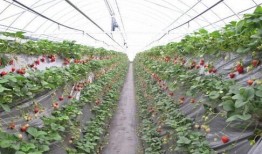 大棚草莓爆料视频,揭秘草莓生长全过程