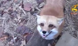 狐狸在线观看910,揭秘神秘狐狸的奇幻之旅