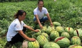 陇南康县网红吃瓜事件,一场网络狂欢背后的真相与反思