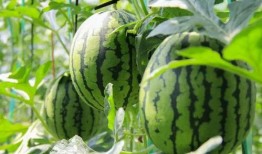 哪个平台能免费吃瓜,轻松畅享娱乐盛宴