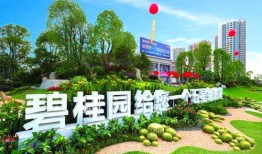 碧桂园爆料小夜曲视频,揭秘项目背后的故事与真相