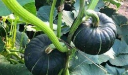 十位吃瓜网红,揭秘娱乐圈幕后风云