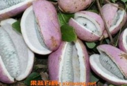 文山八月瓜免费吃,免费品尝大自然的馈赠