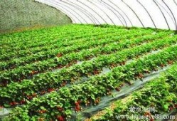 大棚草莓爆料视频,揭秘草莓生长全过程