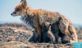 狐狸在线观看910,揭秘神秘狐狸的奇幻之旅