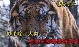 韩国大虎手机在线观看,在线观看揭秘神秘科技力量